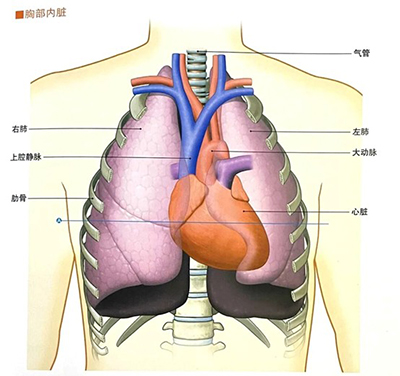 當(dāng)胸痛來(lái)襲，身體在“警報(bào)”什么？—— 一位放射科技師的科普